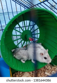 Two Hamsters On The Walking Wheel