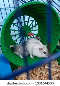 Two Hamsters On The Walking Wheel