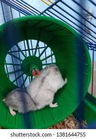 Two Hamsters On The Walking Wheel