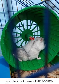 Two Hamsters On The Walking Wheel