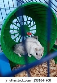 Two Hamsters On The Walking Wheel