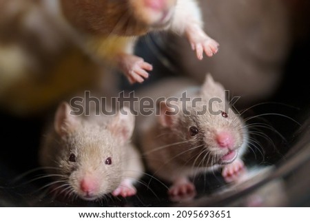Two hamsters, Orange and white hamster and grey in a black plastic box standing and looking to the camera, Mouse face and Moustache in focus, many hamsters out of focus, mustache  
