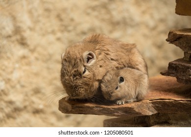 Two Hamsters Are Sitting On A Rock