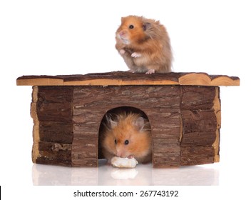 Two Hamsters In A Wooden House