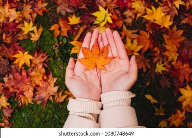 two hand of a Asian girl holding carefully a red maple leaf over the moss background and the autumn leaves on the floor, Autumn season in enkoji temple, kyoto, japan - Powered by Shutterstock