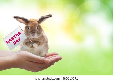Two Hand holding a rabbit and sign on green blur background in Easter day Concept