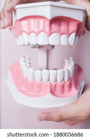 Two Hand Holding Teeth Model .Dental Care Concept.