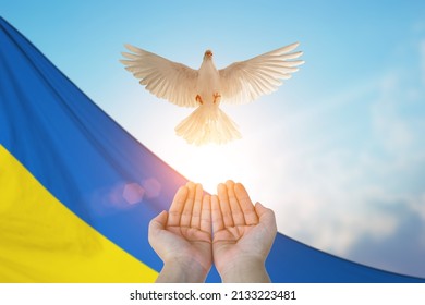 Two Hand holding White Dove flying on sky and Ukraine  flag background for international day of peace , freedom ,Pray for Ukraine and No war concept