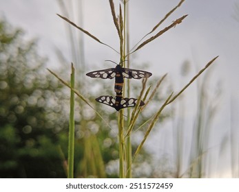 Two Handmaiden moth
Insect are mating. - Powered by Shutterstock