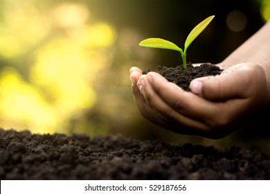 Two Hands Of The Children Are Planting The Seedlings Into The Soil.