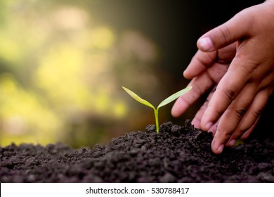 Two hands of the children are planting the seedlings into the soil. - Shutterstock ID 530788417