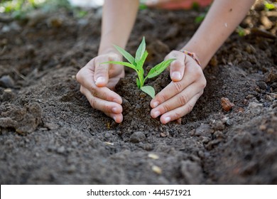two hands children planting a tree