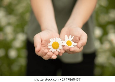 Two hands gently holding delicate white daisies with yellow centers blurred green nature background.