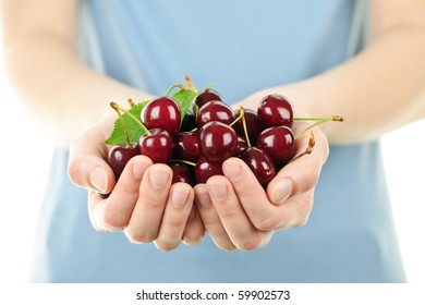 Two hands holding bunch of fresh cherries - Powered by Shutterstock