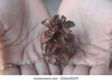 two hands holding a pinecone