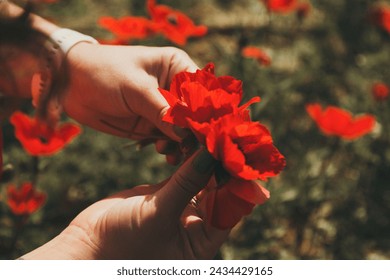 Two hands holding small bouquet of Bright red anemones flowers with field of red and green in bokeh background. Flowers of Israel - Powered by Shutterstock