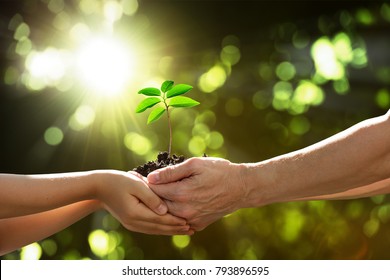 Two hands holding together a green young plant