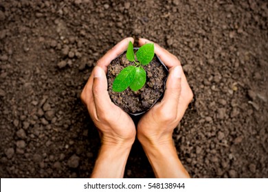 Two hands of the men was carrying a bag of potting seedlings to be planted into the soil. - Shutterstock ID 548138944
