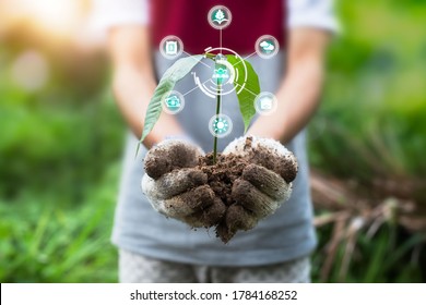 Two hands of the men was carrying of potting seedlings to be planted into the soil. Innovation technology for smart farm system, Agriculture management.
