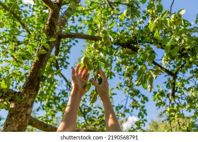 Two Hands Reaching Our For An Apple On The Tree.