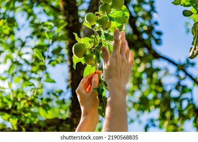 Two Hands Reaching Our For An Apple On The Tree.