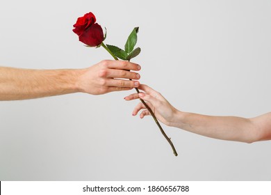 Two hands with red rose isolated over white background