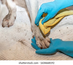 Two hands with rubber gloves washing dirty dog paws covered in mud - cleaning a dog