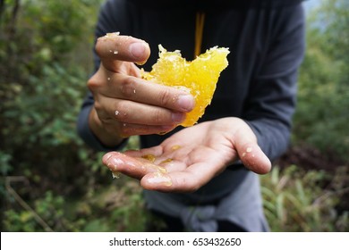 Two hands that are holding raw honey that just collected by a beekeeper, in Shaanxi province in China.