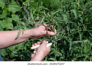 Two hands are using pruning shears to trim a healthy tomato plant in a garden. The bright green foliage shows fresh growth, indicating a productive growing season.