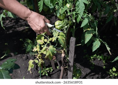 Two hands are using pruning shears to trim a healthy tomato plant in a garden. The bright green foliage shows fresh growth, indicating a productive growing season.