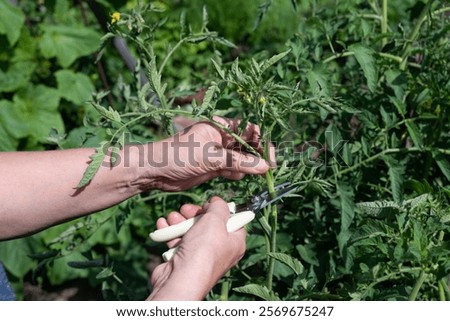 Two hands are using pruning shears to trim a healthy tomato plant in a garden. The bright green foliage shows fresh growth, indicating a productive growing season.