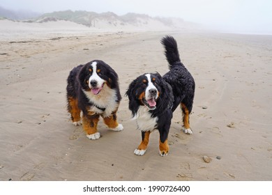 Two Happy Bernese Mountain Dog On The Beach