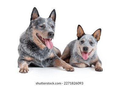 Two happy blue heeler or australian cattle dogs, adult and puppy, lying down isolated on white background. Breeding concept - Powered by Shutterstock