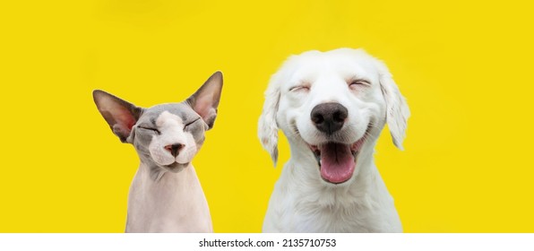 Two Happy Cat And Dog Smiling On Isolated Yellow Background.