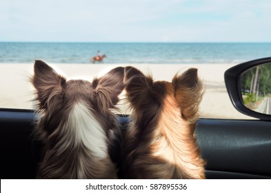 Two Happy Chi Hua Hua Dog In A Car Looking To The Sea Or The Beach From The Car's Window On Vacation Or Holiday. Happy Dog In Car. Dog On Vacation Or Holiday. Dogs And The Sea.