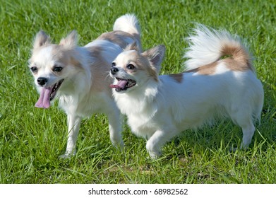 Two  Happy Chihuahua Dogs Walking  On  Sunny Day