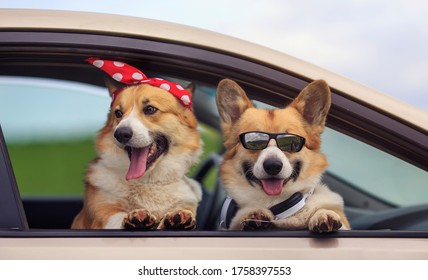 two happy Corgi dogs poked their snouts out of the car window during a summer family trip