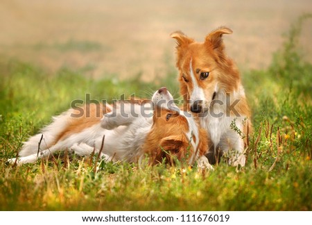 Similar – Foto Bild Collie Hündin mit Frischling