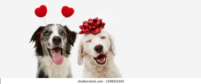 two happy dog present for valentine's day with a red ribbon on head and a heart shape diadem.  isolated against white background.