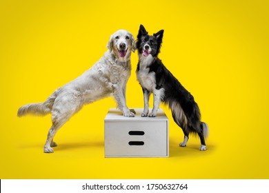 Two Happy Dogs: Border Collie And Golden Retriever On Yellow Solid Background