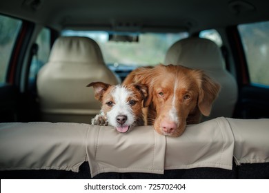 two happy dogs in the car peep out. Jack Russell Terrier. Nova Scotia Duck Tolling Retriever