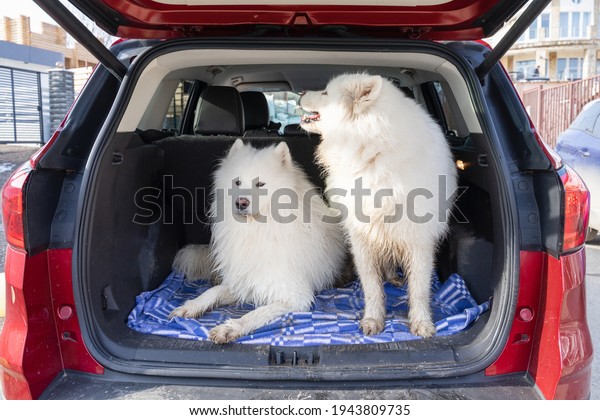 Two happy dogs in\
the car are waiting for journey. Beautiful Samoyed dog on the\
backseat . animal concept