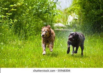 Two happy dogs, a Golden and Labrador Retriever, running in tall grass outside of a sunny day.