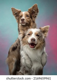 Two Happy Dogs Hugging. High Quality Photo