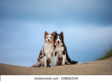 two happy dogs hugging together for a walk. Pets in nature. Cute border collie in the field against the sky