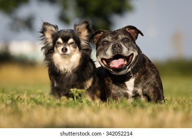 Two Happy Dogs Outdoors In The Garden On Sunny Day.