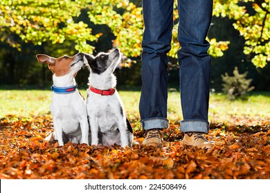 Two Happy Dogs With Owner Sitting On Grass In The Park, Looking Up