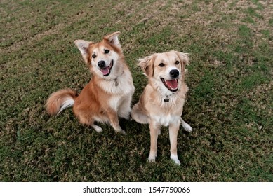 Two Happy Dogs at the Park