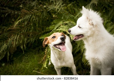 Two Happy Dogs Are Playing Together