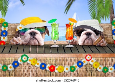 Two happy dogs resting. Ocean, palm trees, tourist rest, garlands of flowers. Refreshing cocktails, cigar